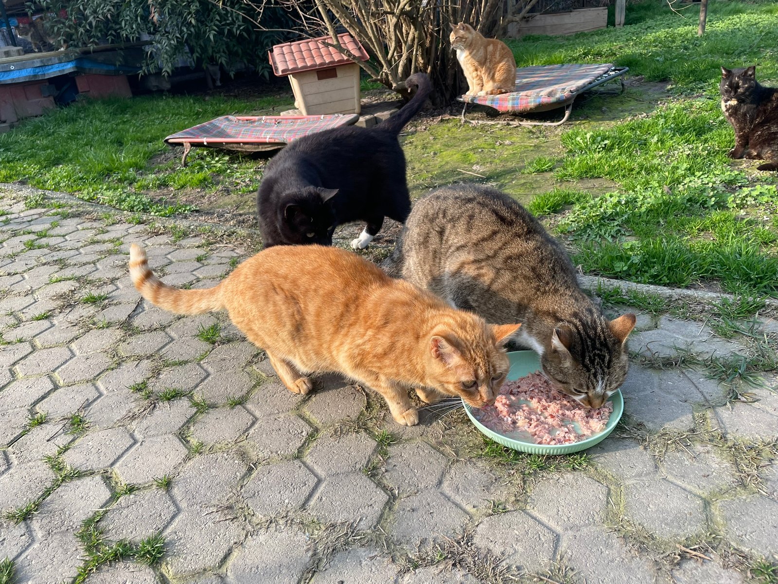 Gatti Gattagorà