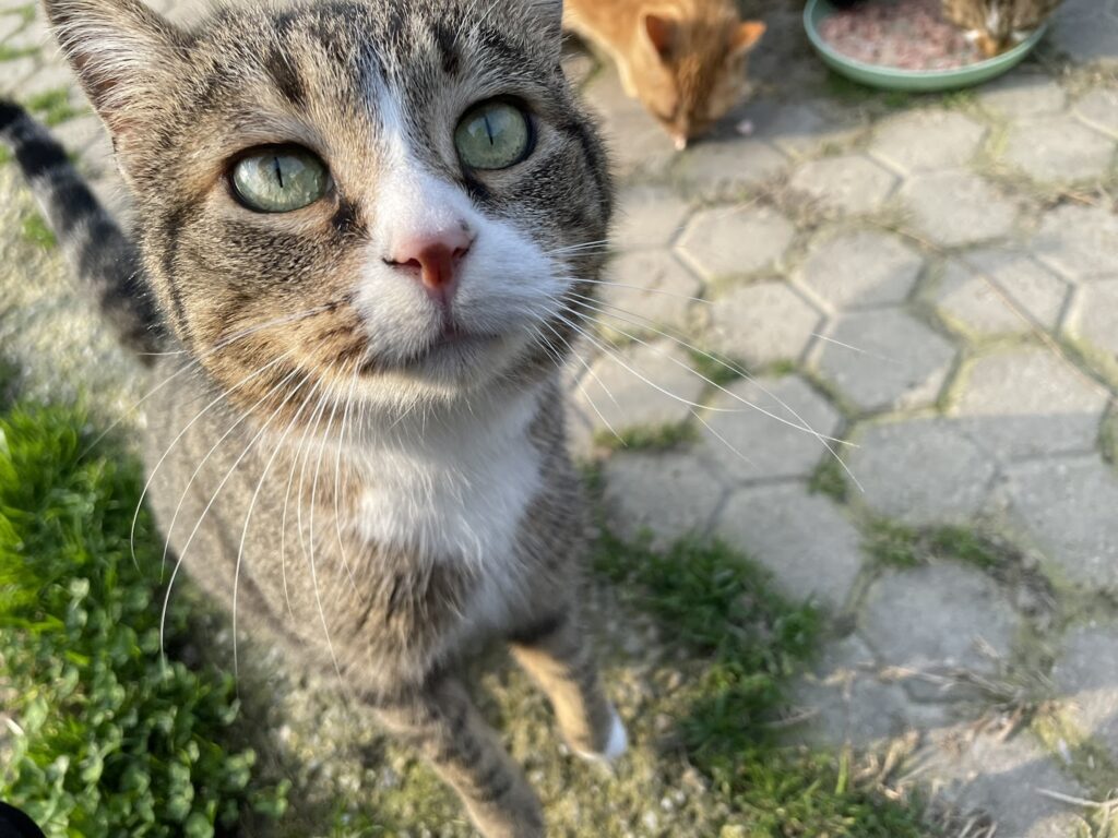 gattagora