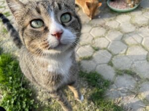 gattagora