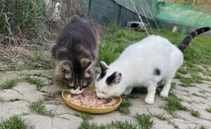gattagora donations bakery woods potted riacats