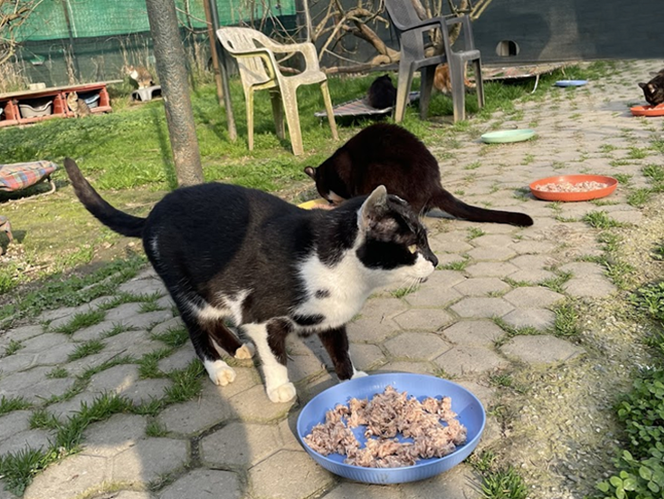 CATS